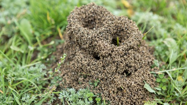 Pourquoi identifier les chemins des fourmis peut vous aider à stopper une infestation ?